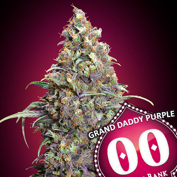 Grand Daddy Purple feminised cannabis seeds by 00 Seeds for indoor and outdoor